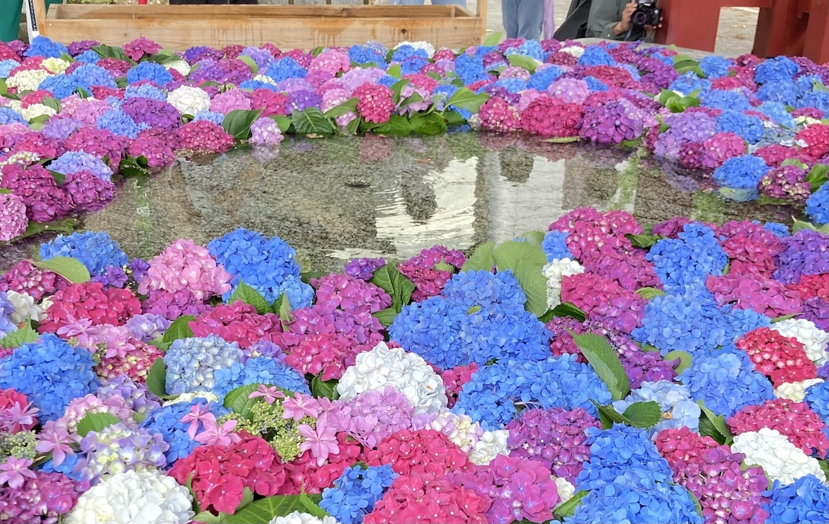 紫陽花と菖蒲の太宰府天満宮 Musume To Watashi